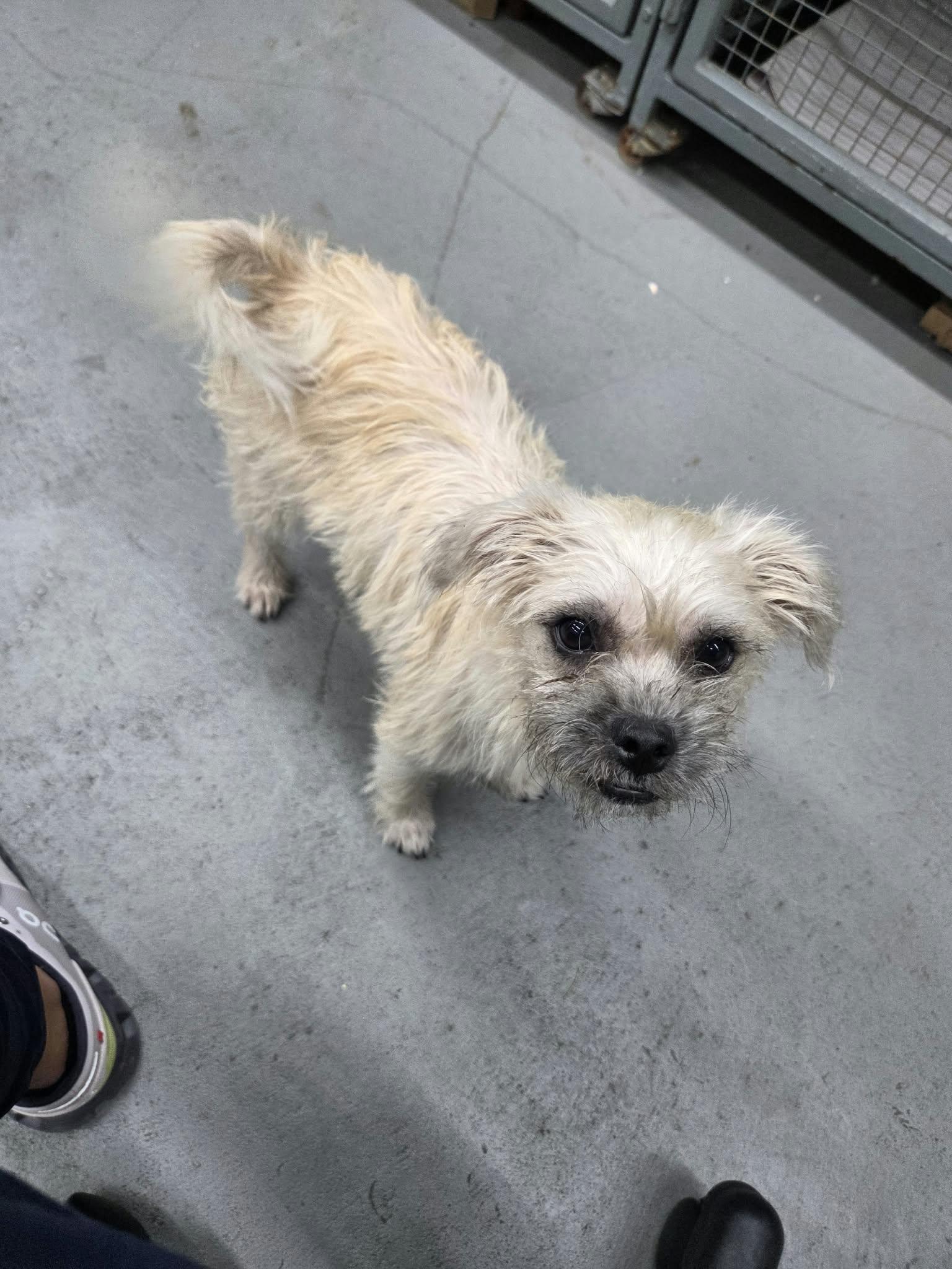 Enlarge Lady Luck the tiny terrier mix, a Adoptable mixed breed in Muskego, WI image 2/6