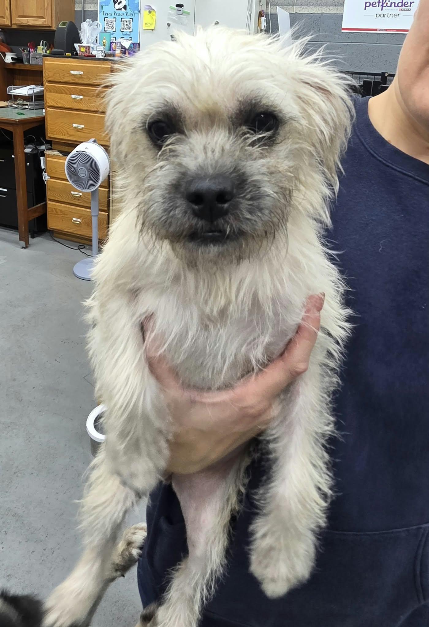 Enlarge Lady Luck the tiny terrier mix, a Adoptable mixed breed in Muskego, WI image 3/6