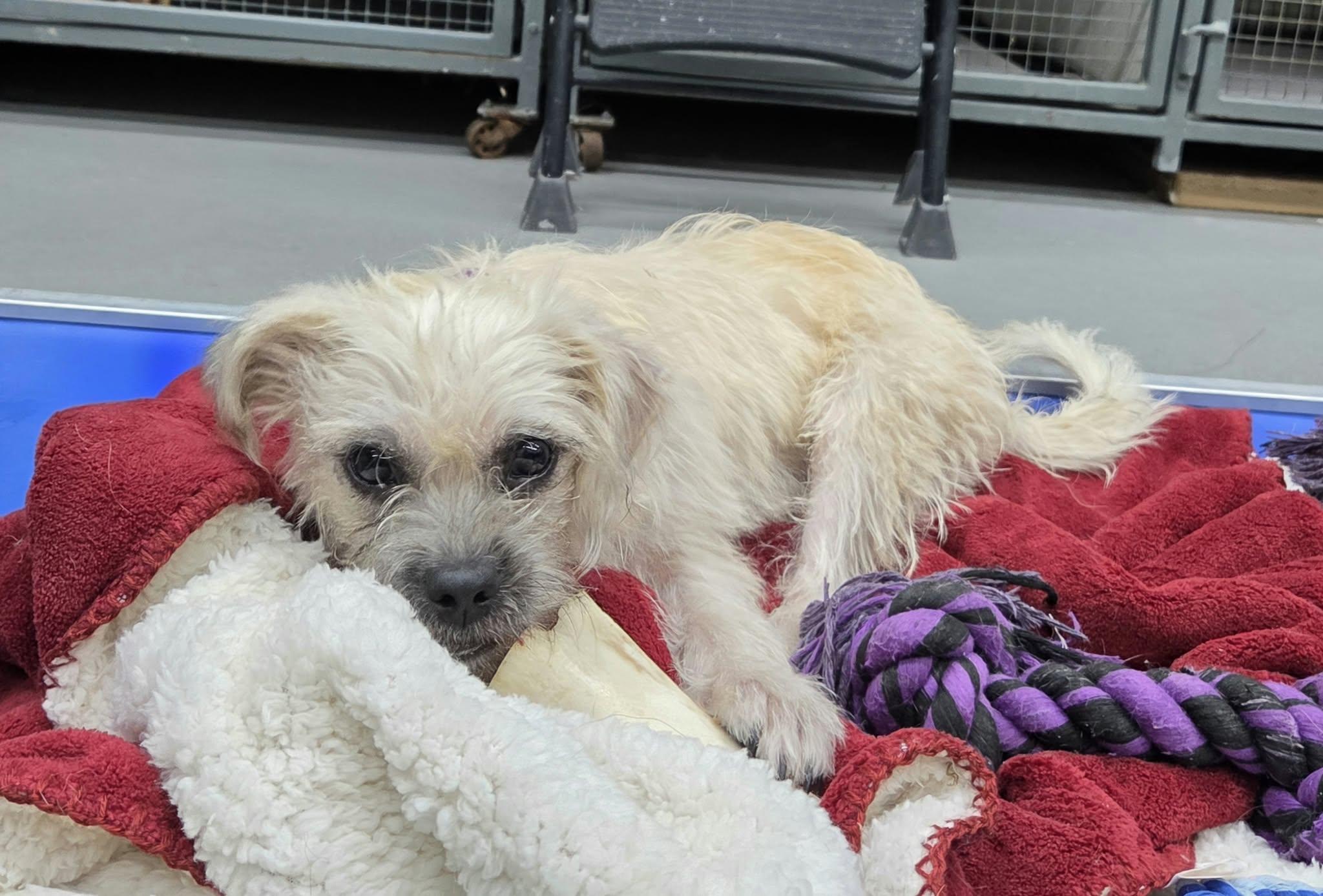 Enlarge Lady Luck the tiny terrier mix, a Adoptable mixed breed in Muskego, WI image 5/6
