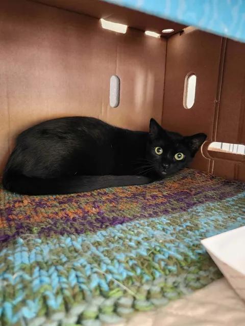 Pawla, adoptable, Young Female Domestic Short Hair.