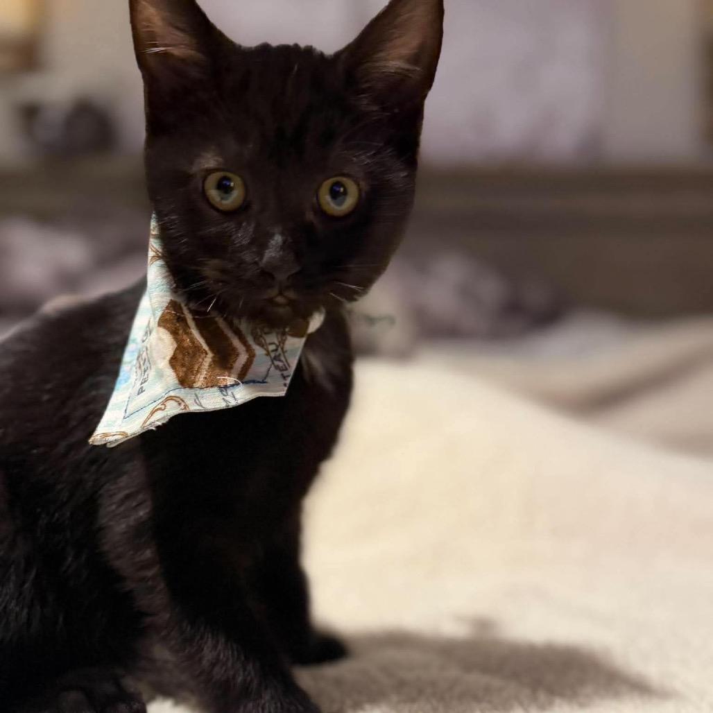 Photo of Remy (grey)