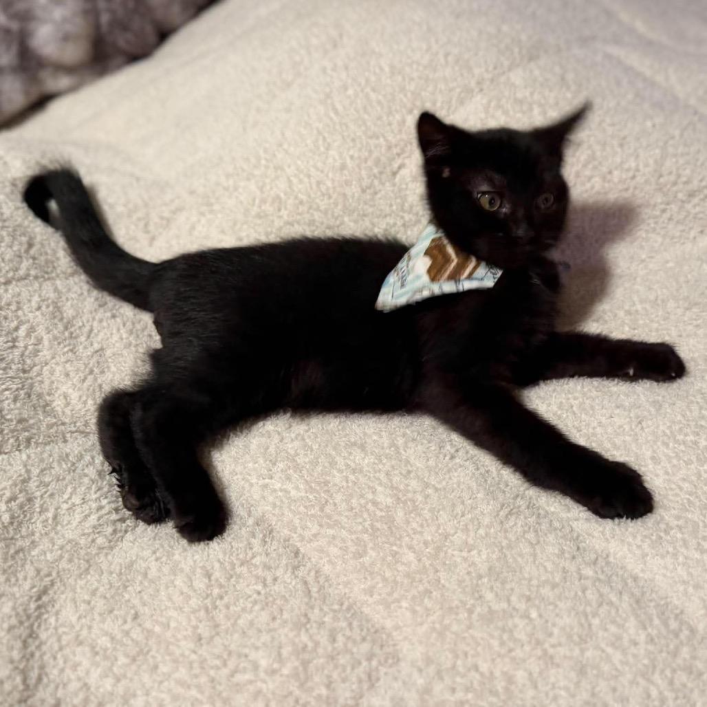 Enlarge Remy (grey), a Adoptable Domestic Short Hair in Ferndale, WA image 2/5