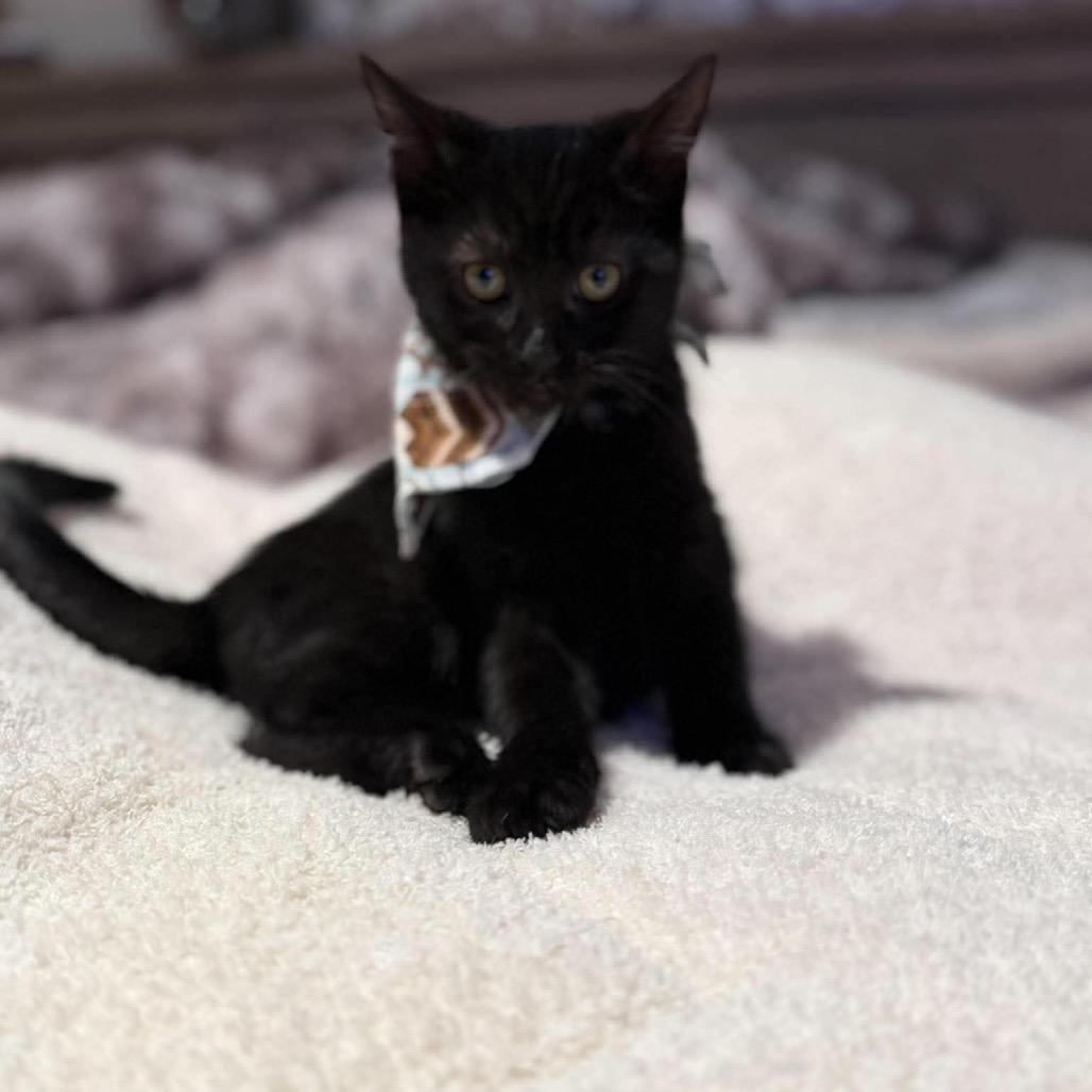 Enlarge Remy (grey), a Adoptable Domestic Short Hair in Ferndale, WA image 3/5