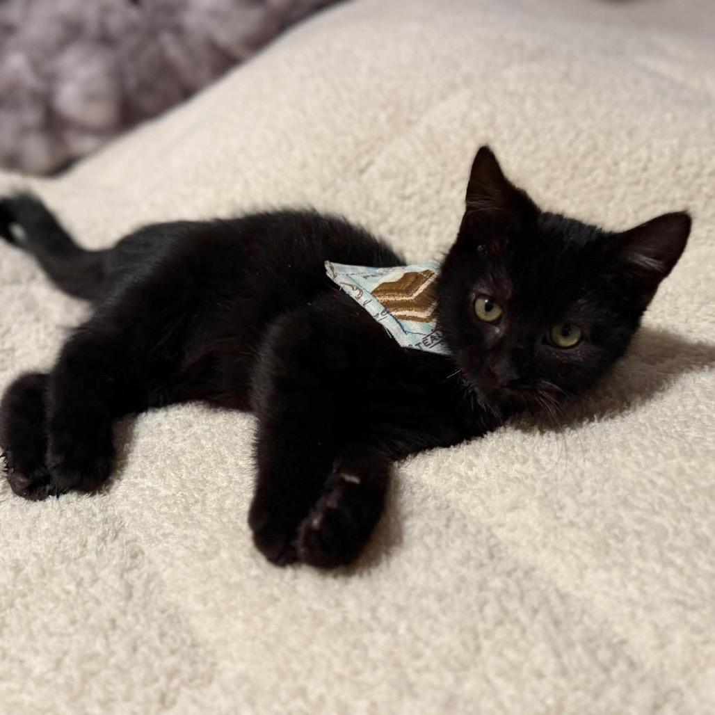 Enlarge Remy (grey), a Adoptable Domestic Short Hair in Ferndale, WA image 4/5