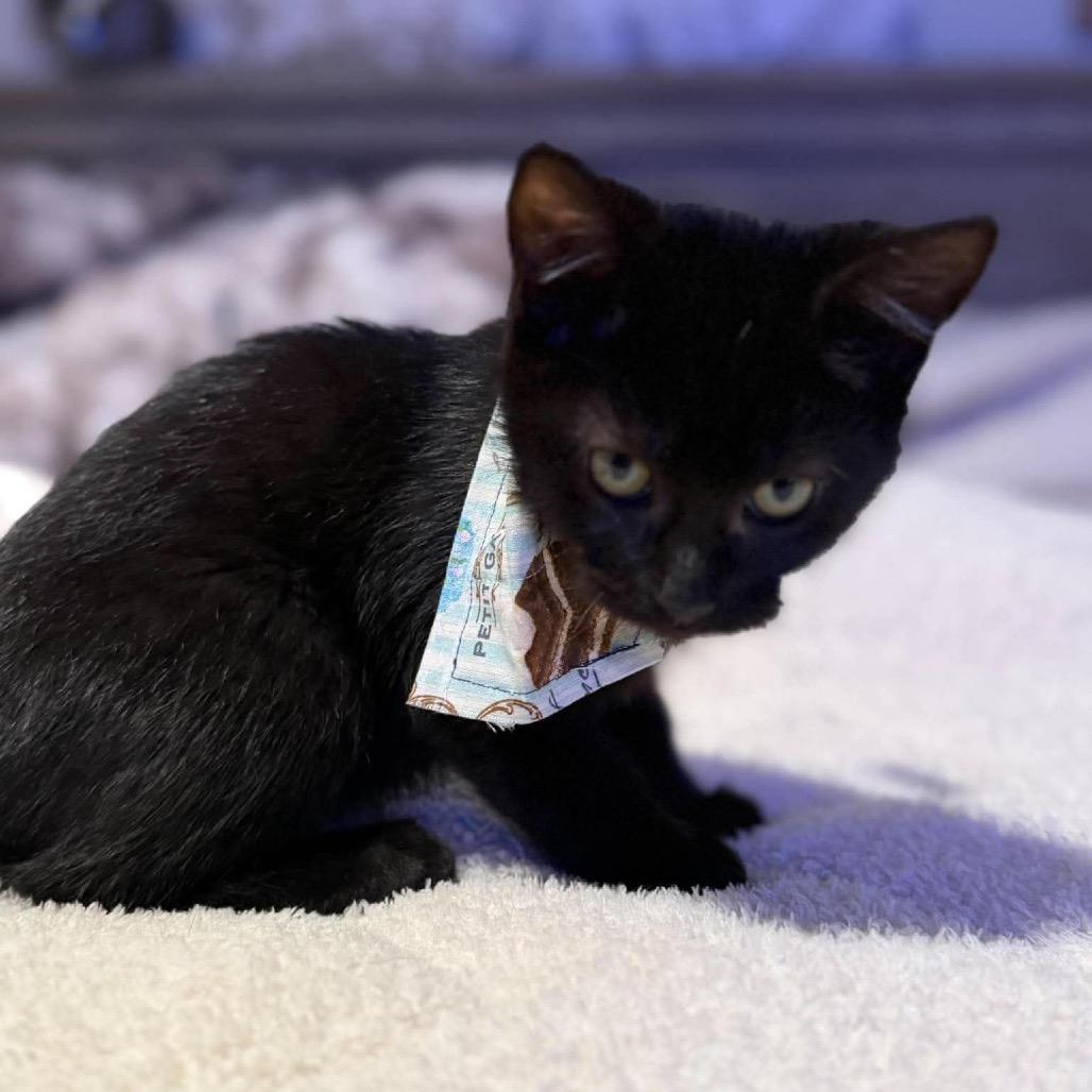 Enlarge Remy (grey), a Adoptable Domestic Short Hair in Ferndale, WA image 5/5