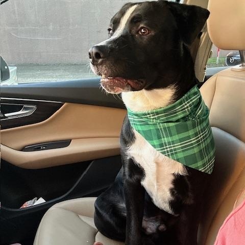 Enlarge Ozzy, an adopted mixed breed in Cypress, TX image 4/5