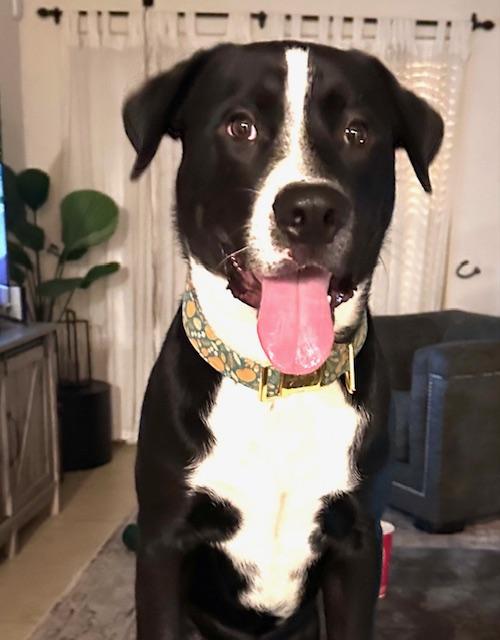 Ozzy, adopted, Young Male Husky & Pit Bull Terrier.