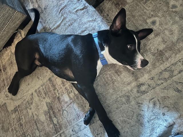 Enlarge Ozzy, an adopted mixed breed in Cypress, TX image 3/5