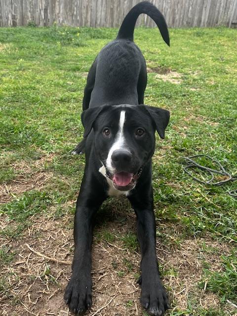 Enlarge Ozzy, an adopted mixed breed in Cypress, TX image 2/5