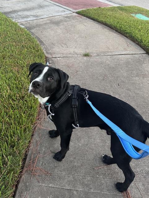 Enlarge Ozzy, an adopted mixed breed in Cypress, TX image 5/5