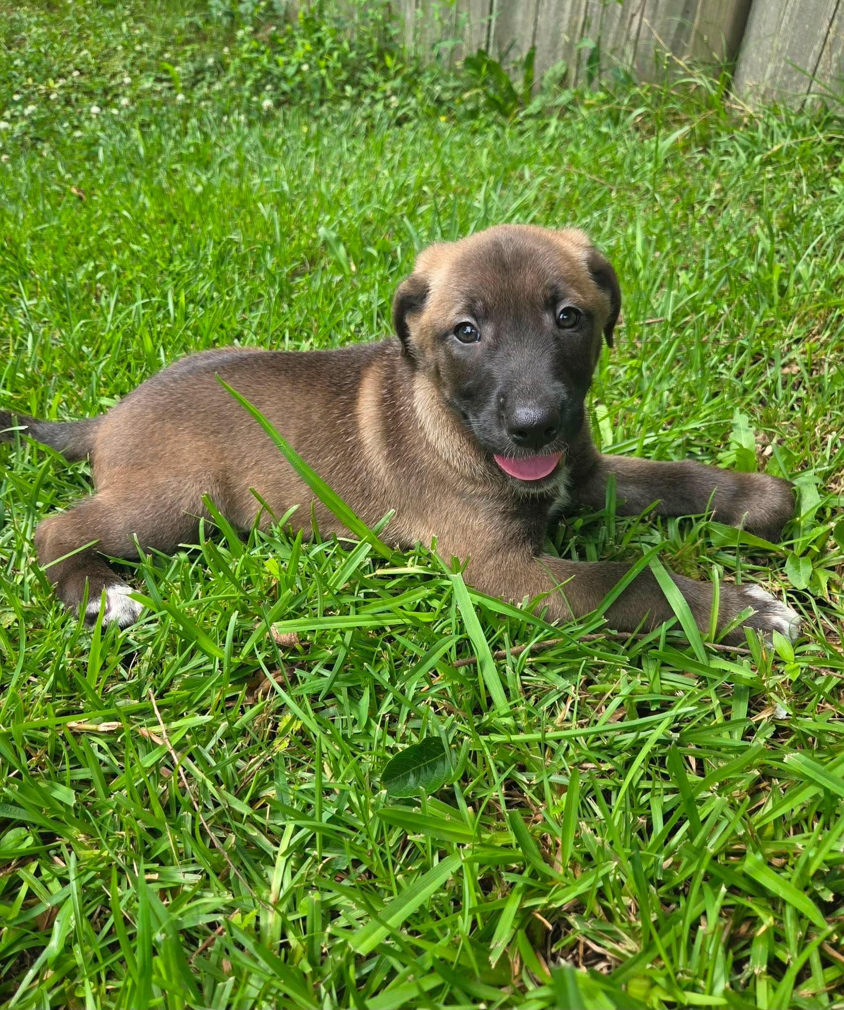 Frankie, a Adoptable mixed breed in Rumford, RI image 3/5