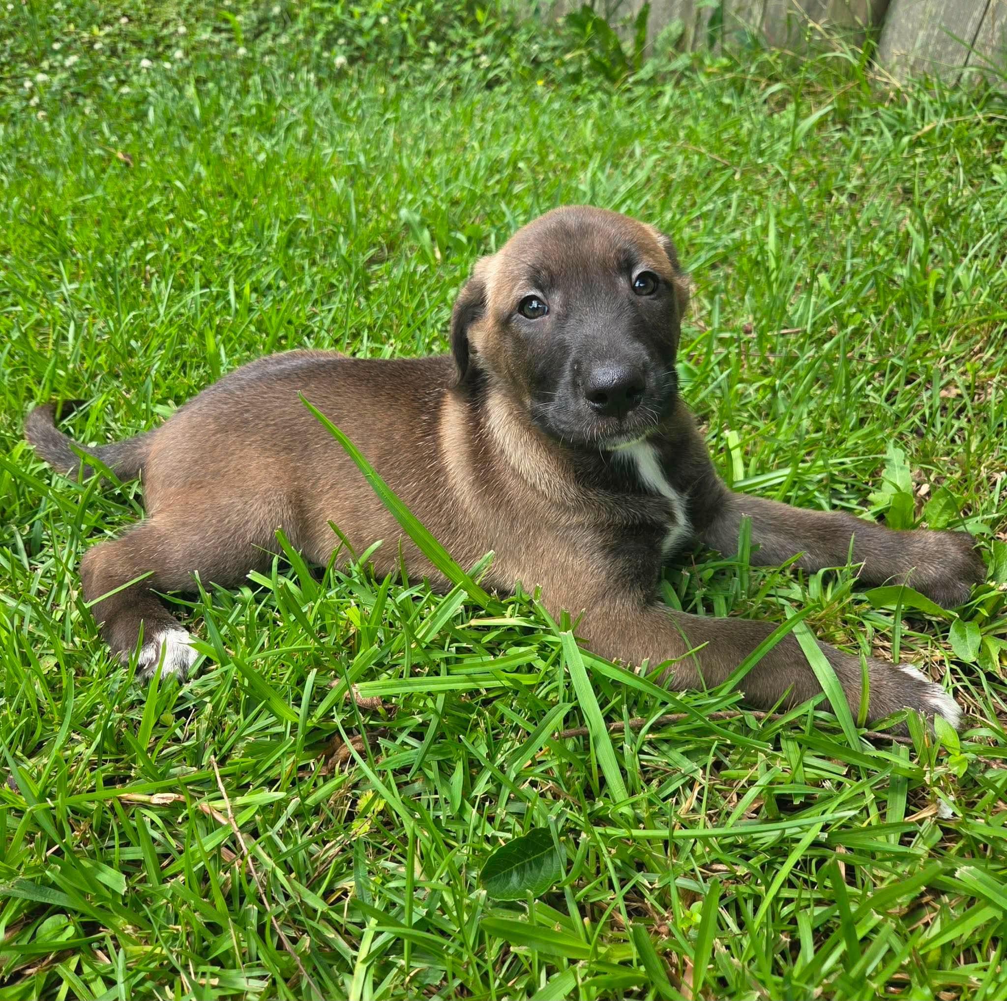 Frankie, a Adoptable mixed breed in Rumford, RI image 4/5
