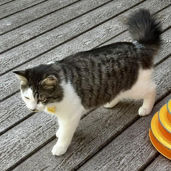 Sparky - Oh So Handsome, a ADOPTABLE Tabby in Hoquiam, WA image 5/5