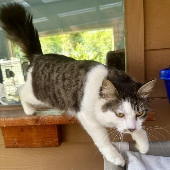 Sparky - Oh So Handsome, ADOPTABLE, Adult Male Tabby.