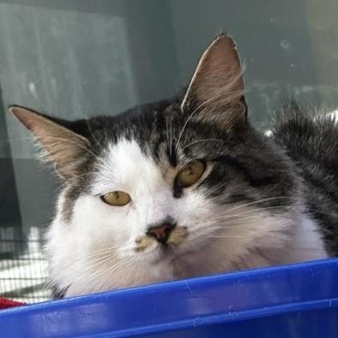 Sparky - Oh So Handsome, a ADOPTABLE Tabby in Hoquiam, WA image 4/5