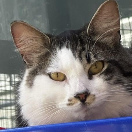 Sparky - Oh So Handsome, a ADOPTABLE Tabby in Hoquiam, WA image 3/5