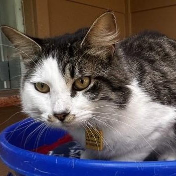 Sparky - Oh So Handsome, a ADOPTABLE Tabby in Hoquiam, WA image 2/5