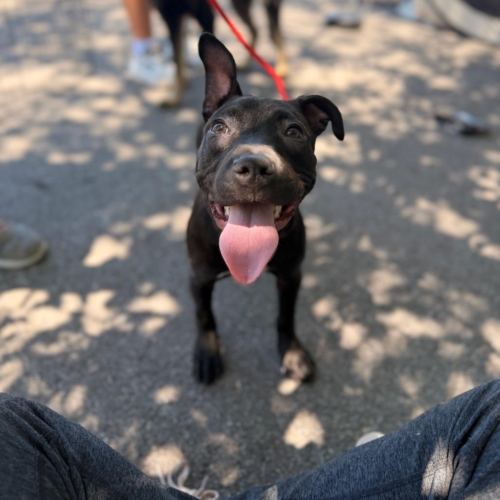 Luna, a Adoptable mixed breed in Pasadena , MD image 1/6