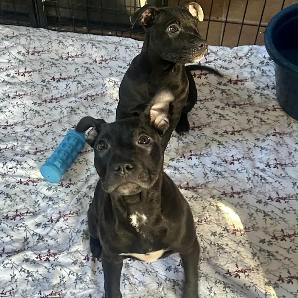 Luna, a Adoptable mixed breed in Pasadena , MD image 2/6