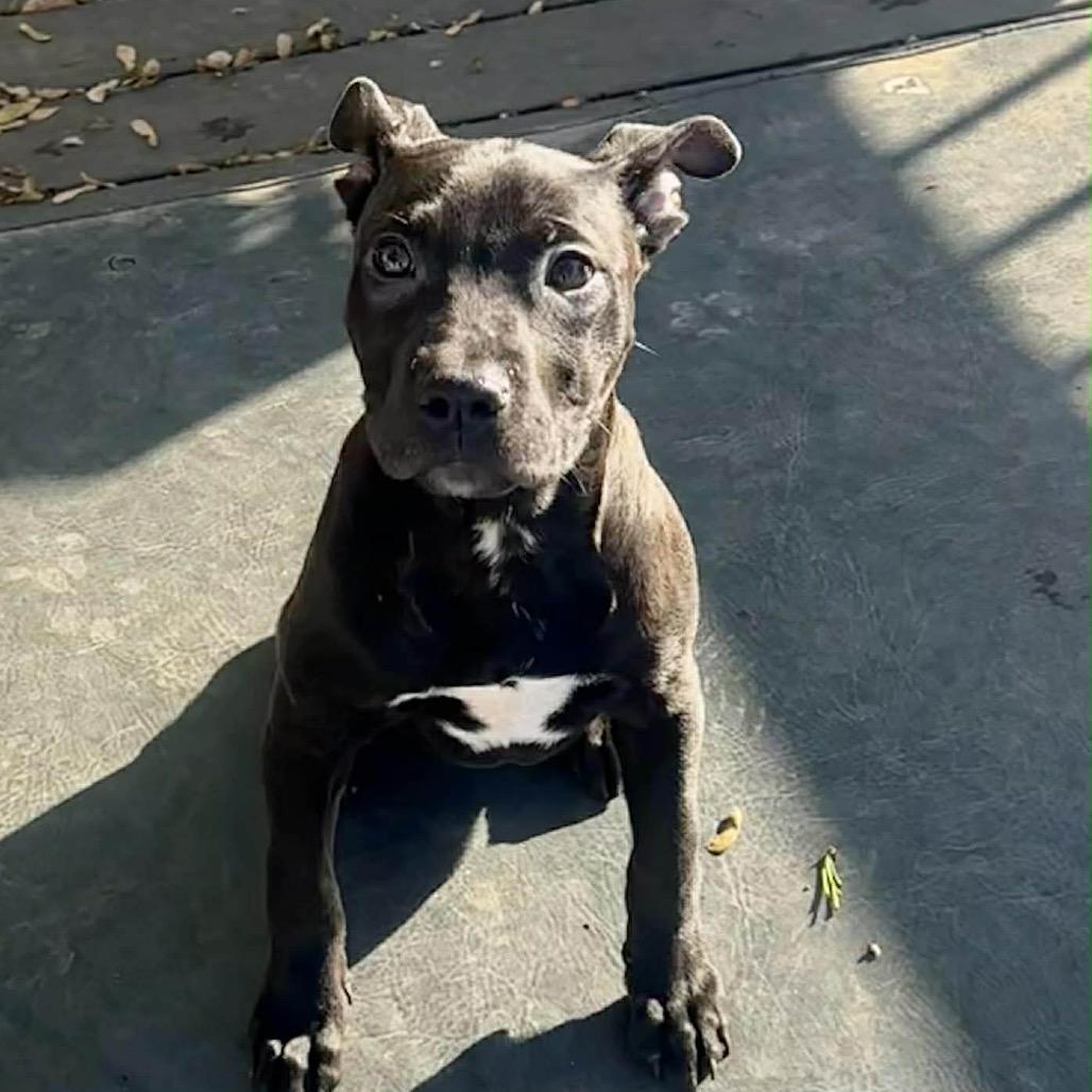 Luna, a Adoptable mixed breed in Pasadena , MD image 3/6