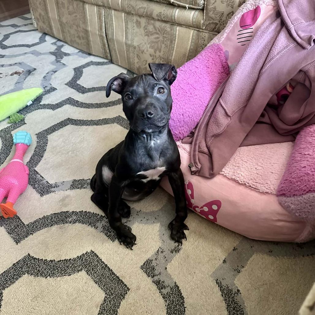 Luna, a Adoptable mixed breed in Pasadena , MD image 4/6