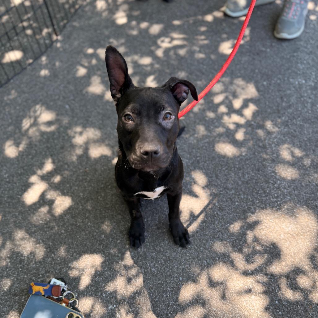 Luna, a Adoptable mixed breed in Pasadena , MD image 5/6