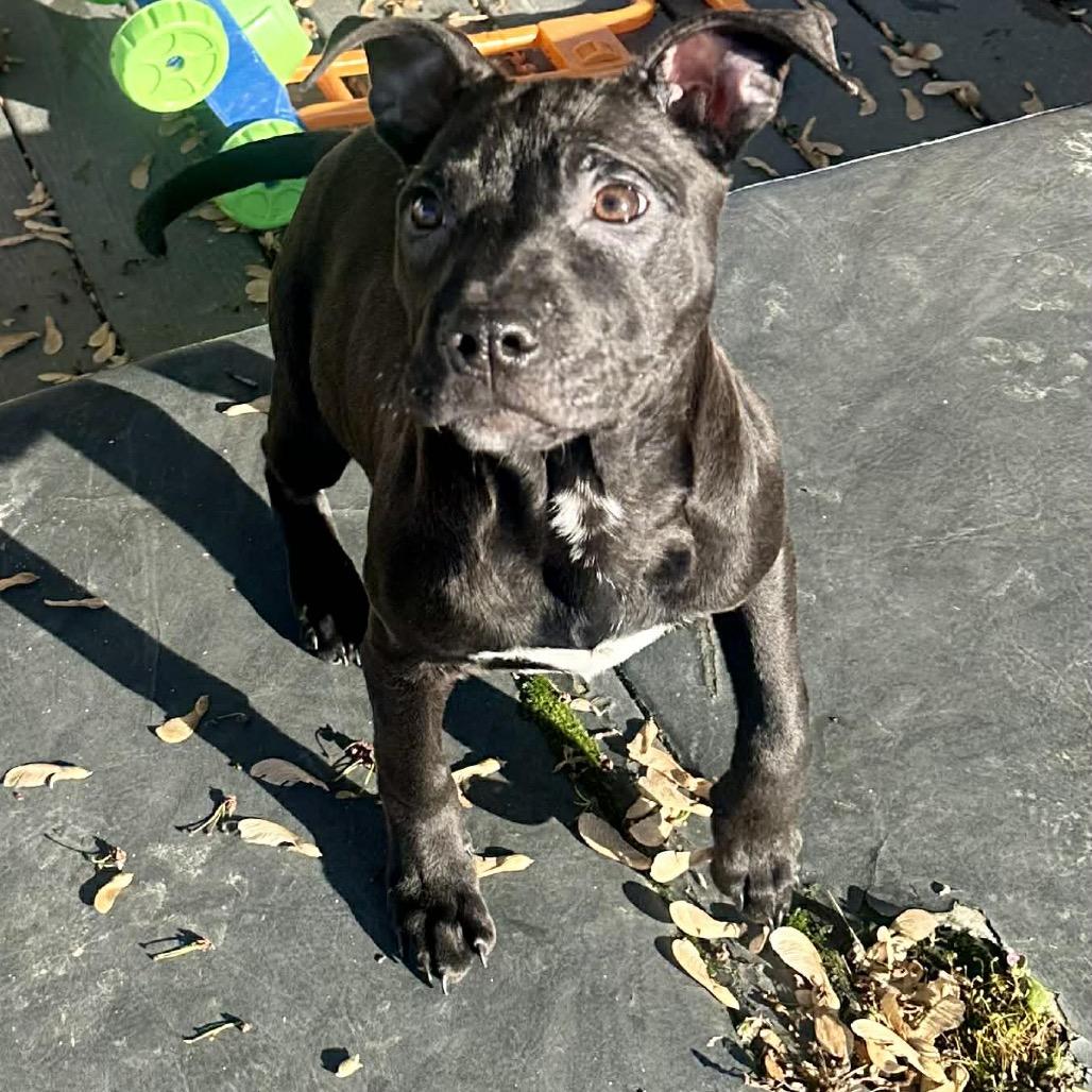 Luna, a Adoptable mixed breed in Pasadena , MD image 6/6
