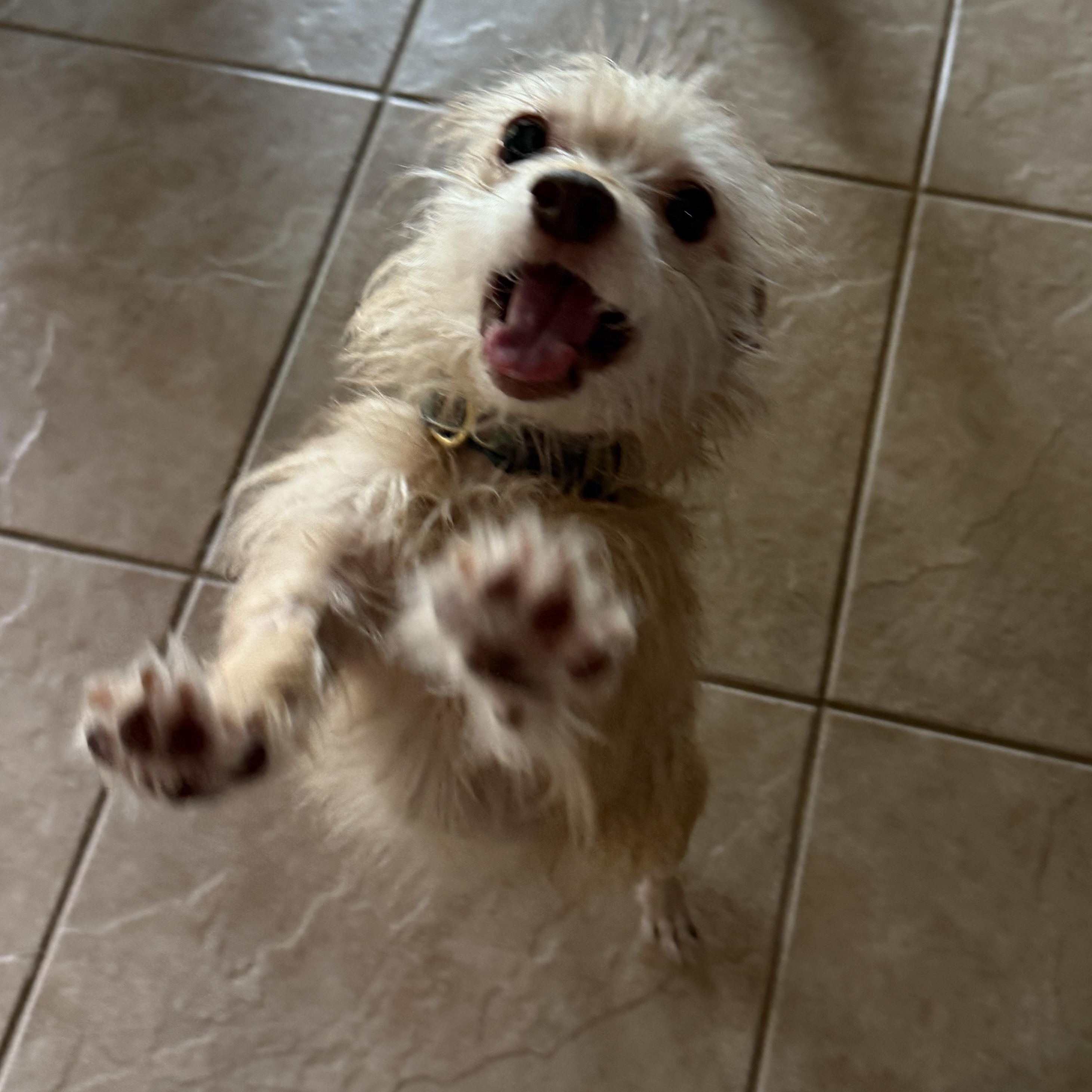 Widget & Bill, Adoptable, Senior Male Mixed Breed.
