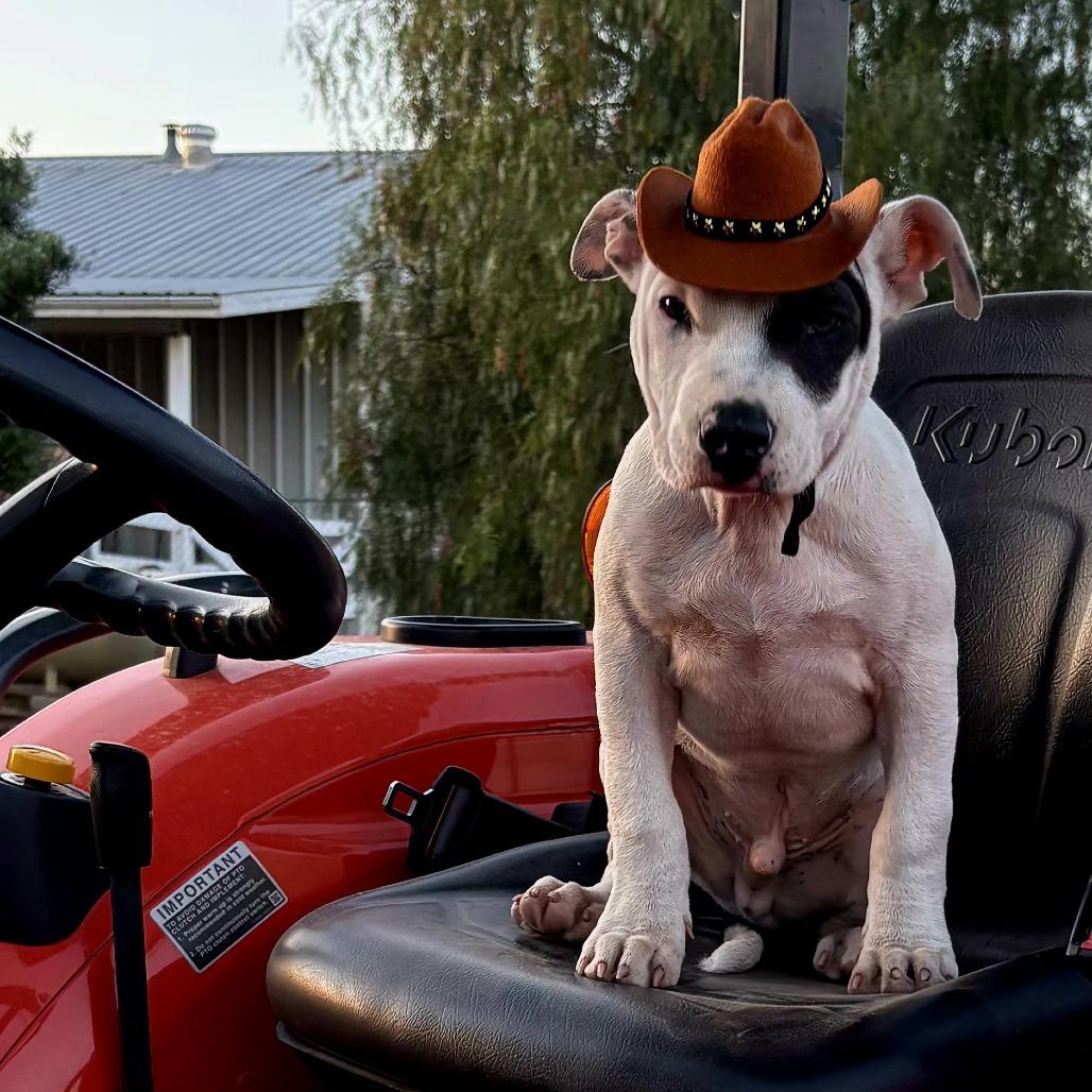 Molokai, Adoptable, Puppy Male Pit Bull Terrier & Pit Bull Terrier.