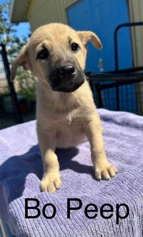 Bo Peep, Adoptable, Puppy Female Shepherd.