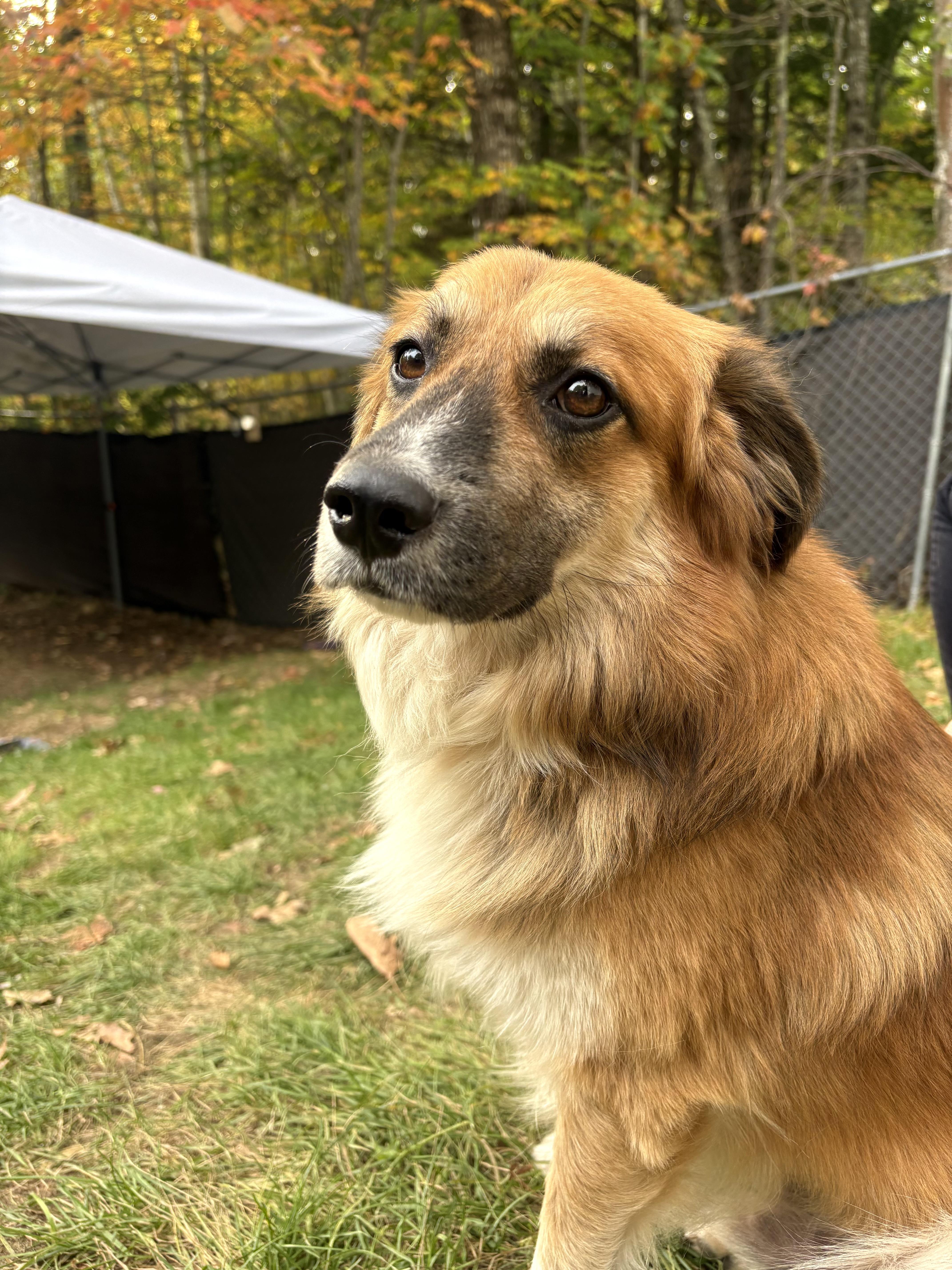 Enlarge Rocky, a Adopted mixed breed in Lee, NH image 4/6