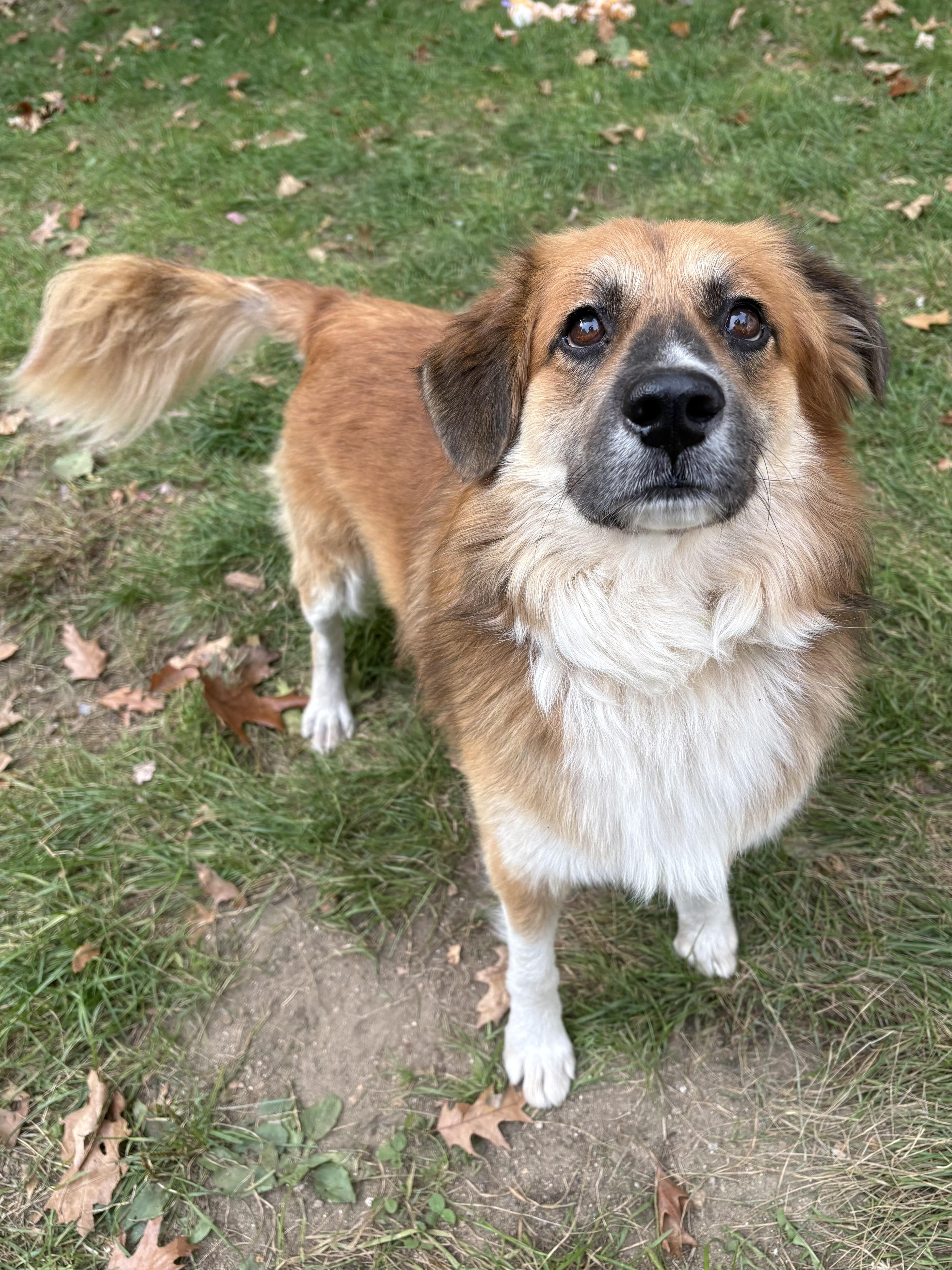Enlarge Rocky, a Adopted mixed breed in Lee, NH image 6/6