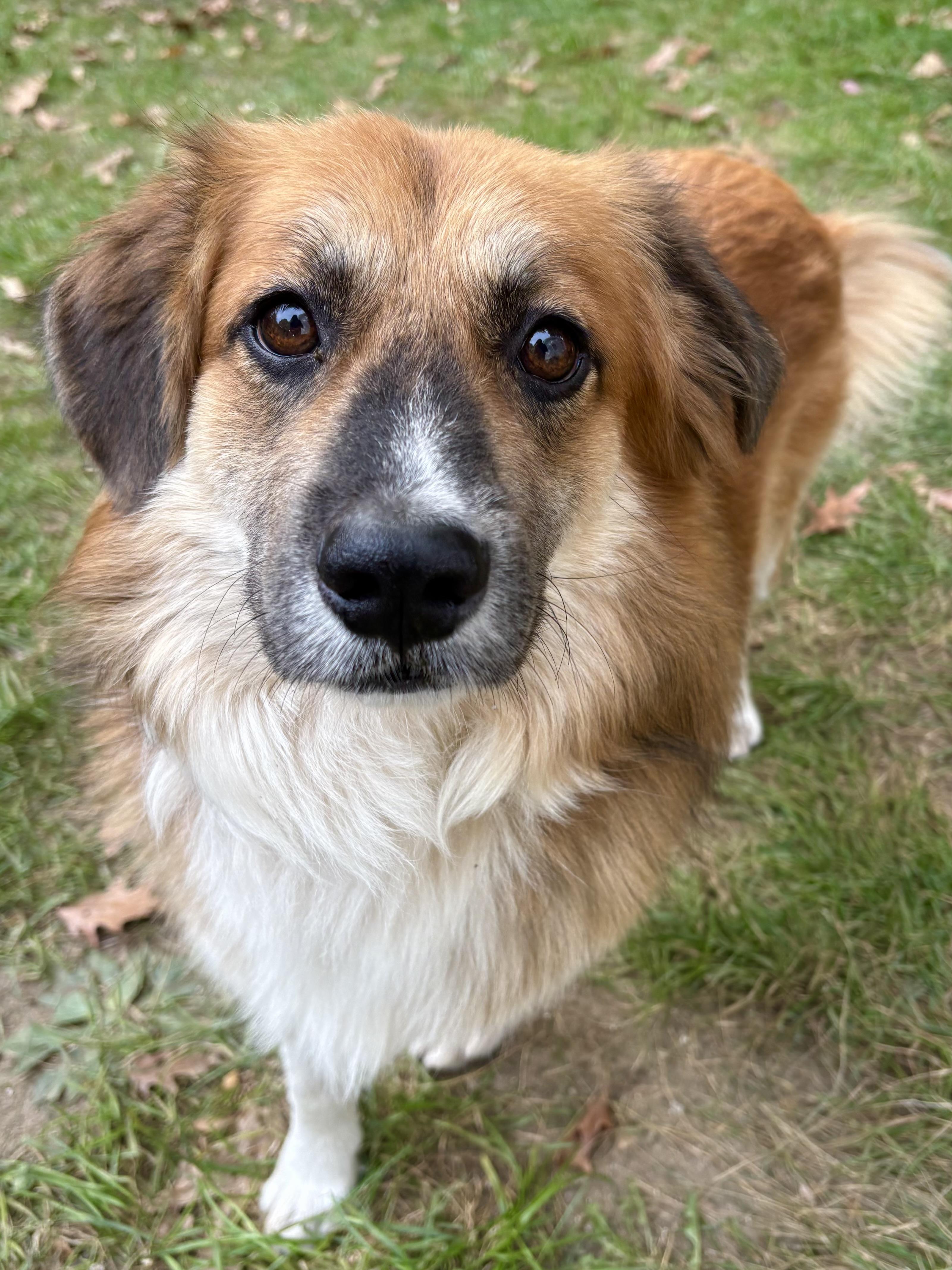Rocky, Adopted, Young Male Mixed Breed.