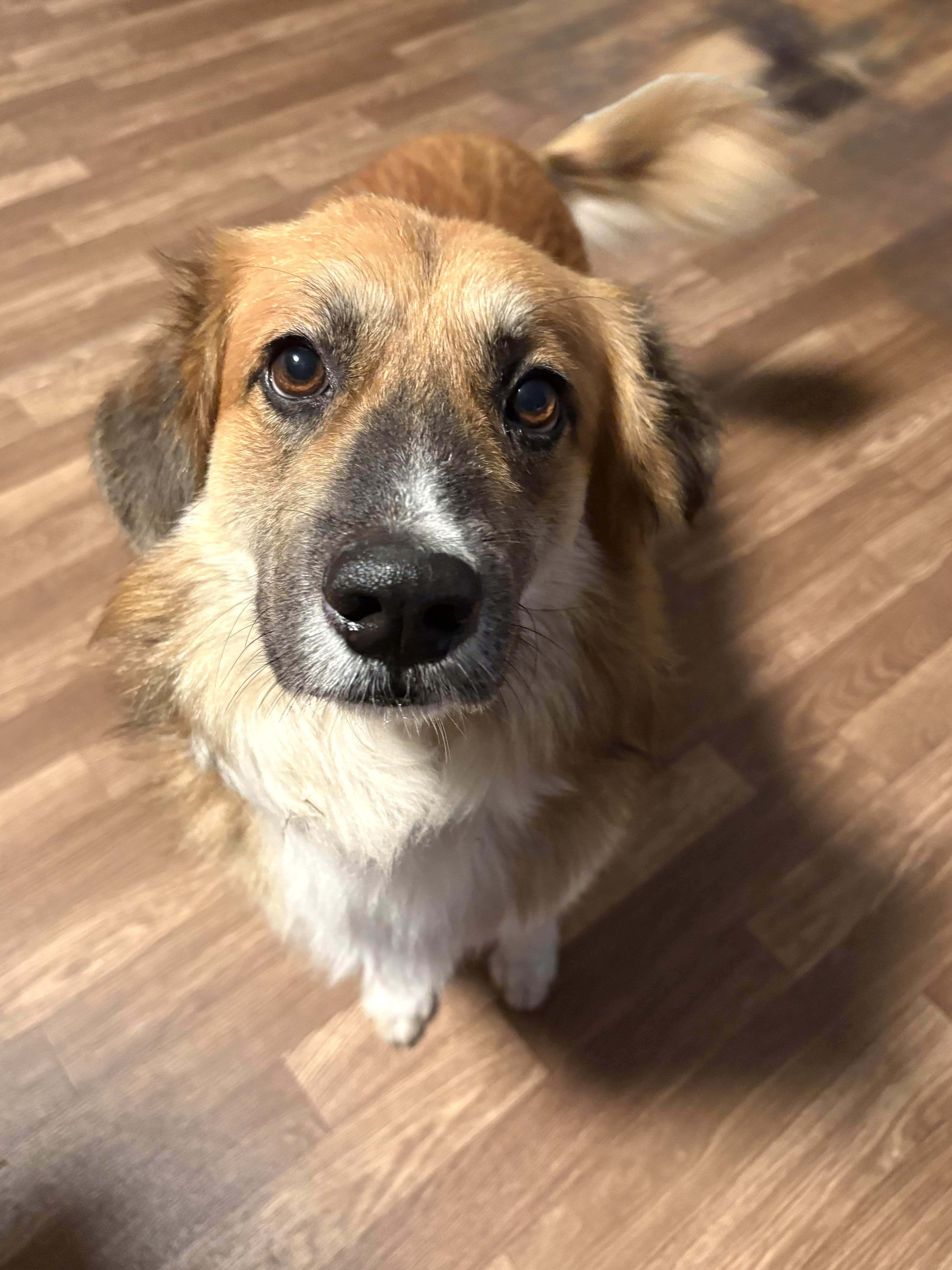 Enlarge Rocky, a Adopted mixed breed in Lee, NH image 2/6
