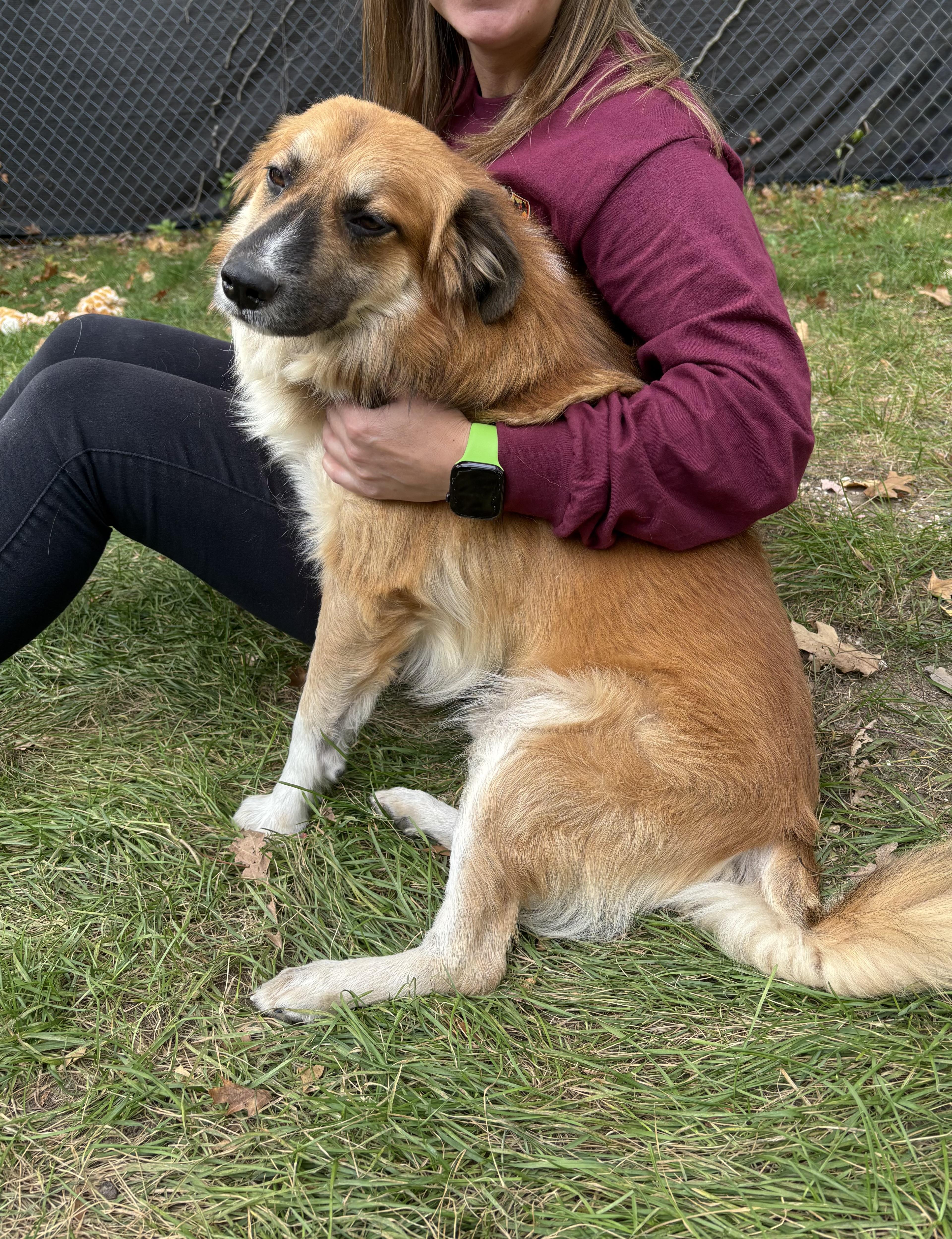 Enlarge Rocky, a Adopted mixed breed in Lee, NH image 5/6