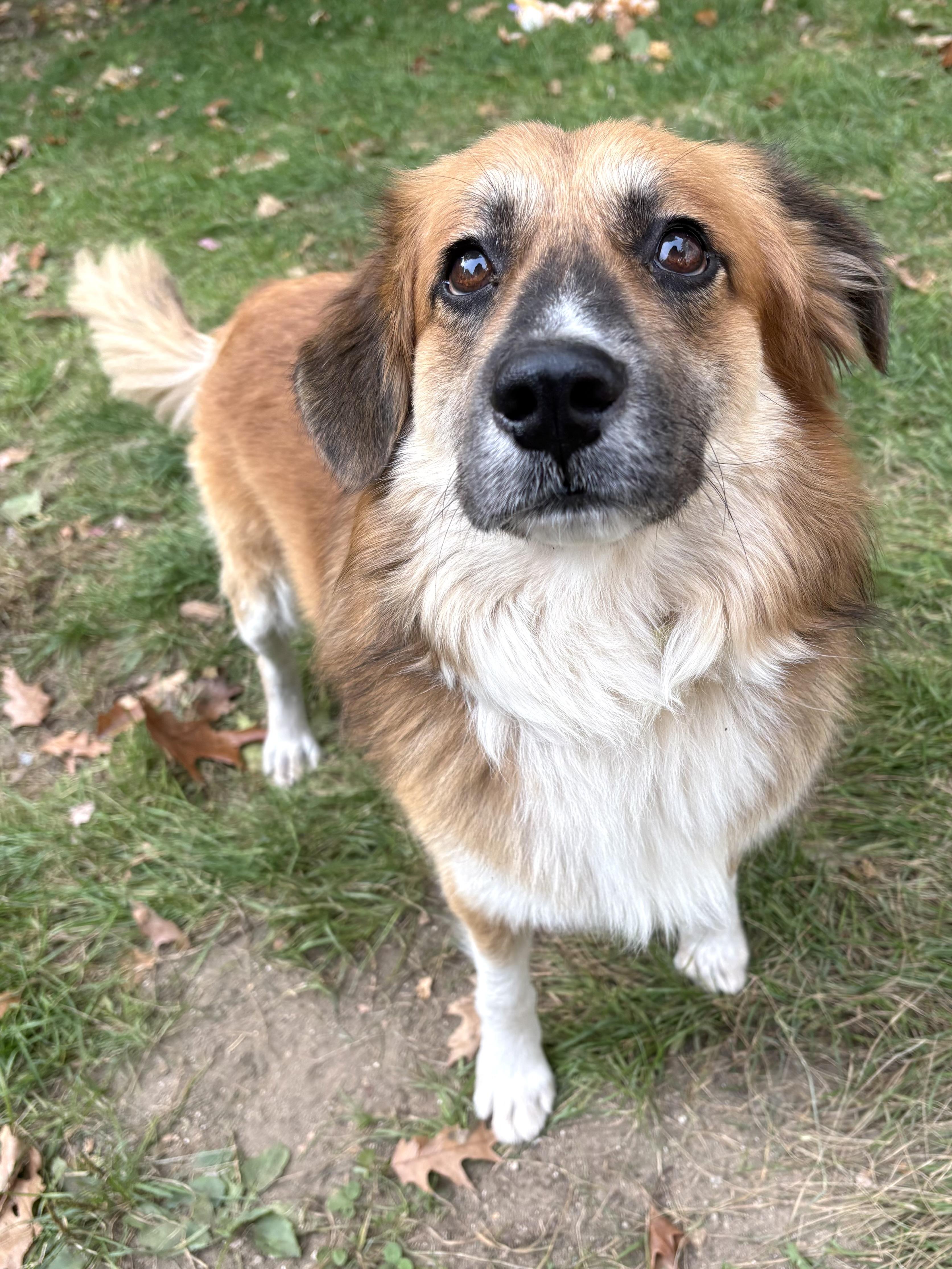 Enlarge Rocky, a Adopted mixed breed in Lee, NH image 3/6