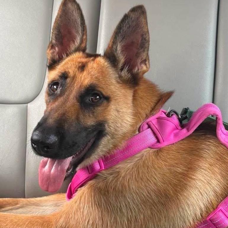 Enlarge Starling, a Adoptable mixed breed in Westland, MI image 5/5