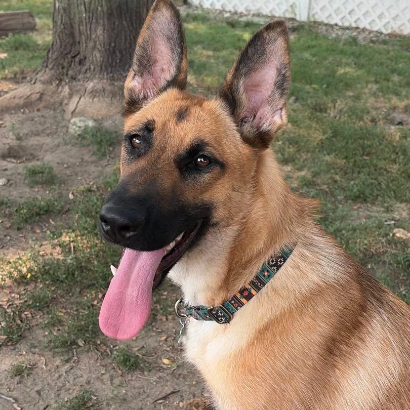 Starling, Adoptable, Young Female Belgian Shepherd / Malinois & German Shepherd Dog.