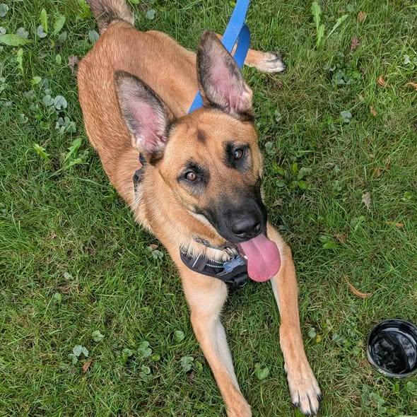 Enlarge Starling, a Adoptable mixed breed in Westland, MI image 2/5