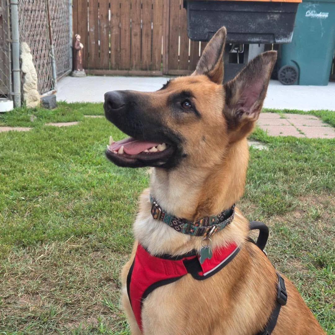Enlarge Starling, a Adoptable mixed breed in Westland, MI image 4/5