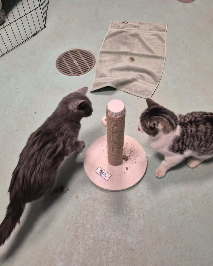 Enlarge Gene McCarthy, an adopted Domestic Medium Hair in Buffalo, NY image 5/5