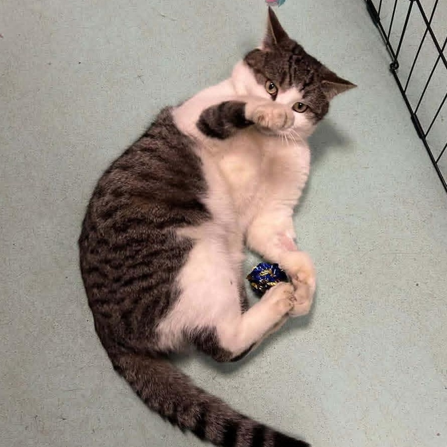 Enlarge Gene McCarthy, an adopted Domestic Medium Hair in Buffalo, NY image 2/5