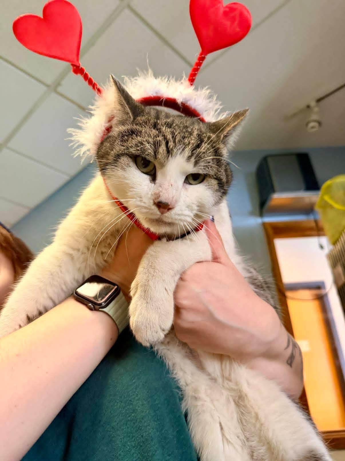 Enlarge Gene McCarthy, an adopted Domestic Medium Hair in Buffalo, NY image 4/5