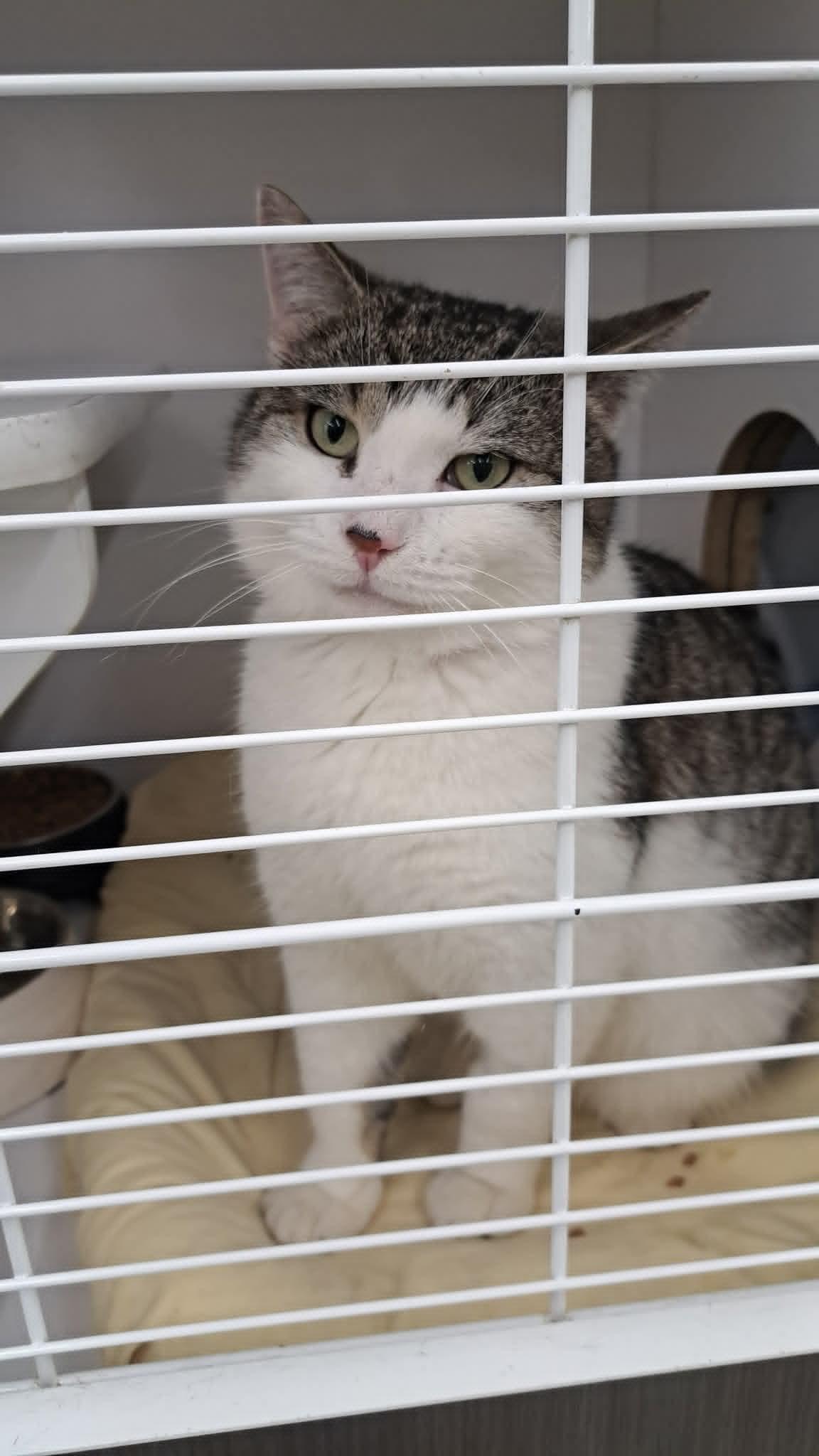 Enlarge Gene McCarthy, an adopted Domestic Medium Hair in Buffalo, NY image 1/5