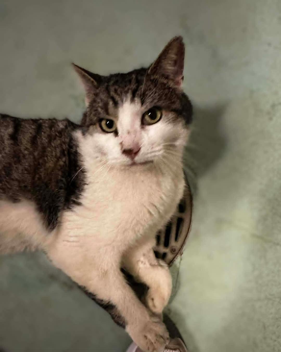 Enlarge Gene McCarthy, an adopted Domestic Medium Hair in Buffalo, NY image 3/5