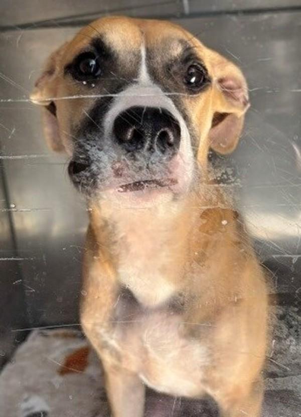 26-09-2835c Bella, Adoptable, Adult Female Pit Bull Terrier.