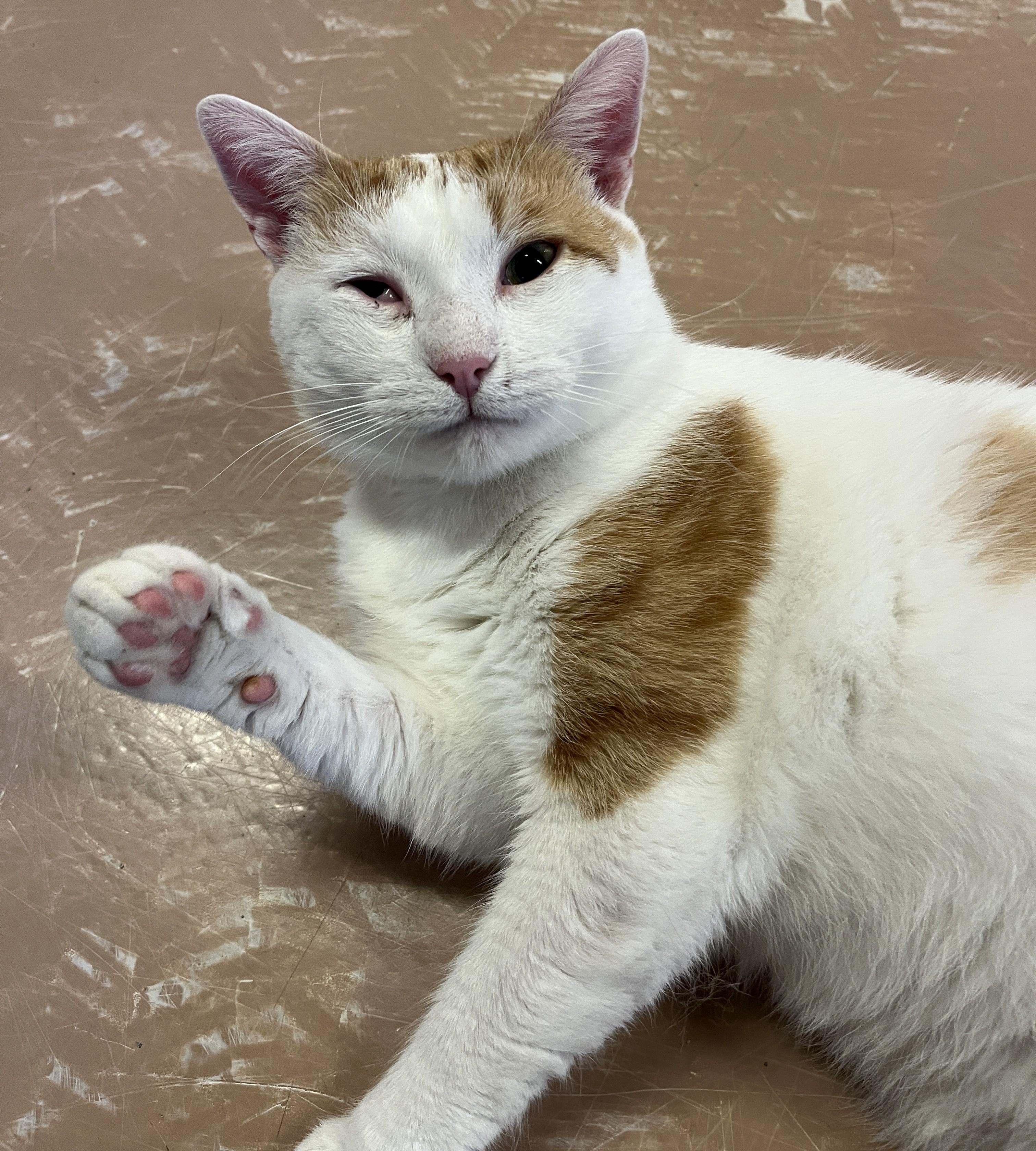 DORITOS (CR/SC), Adoptable, Adult Male Domestic Short Hair.
