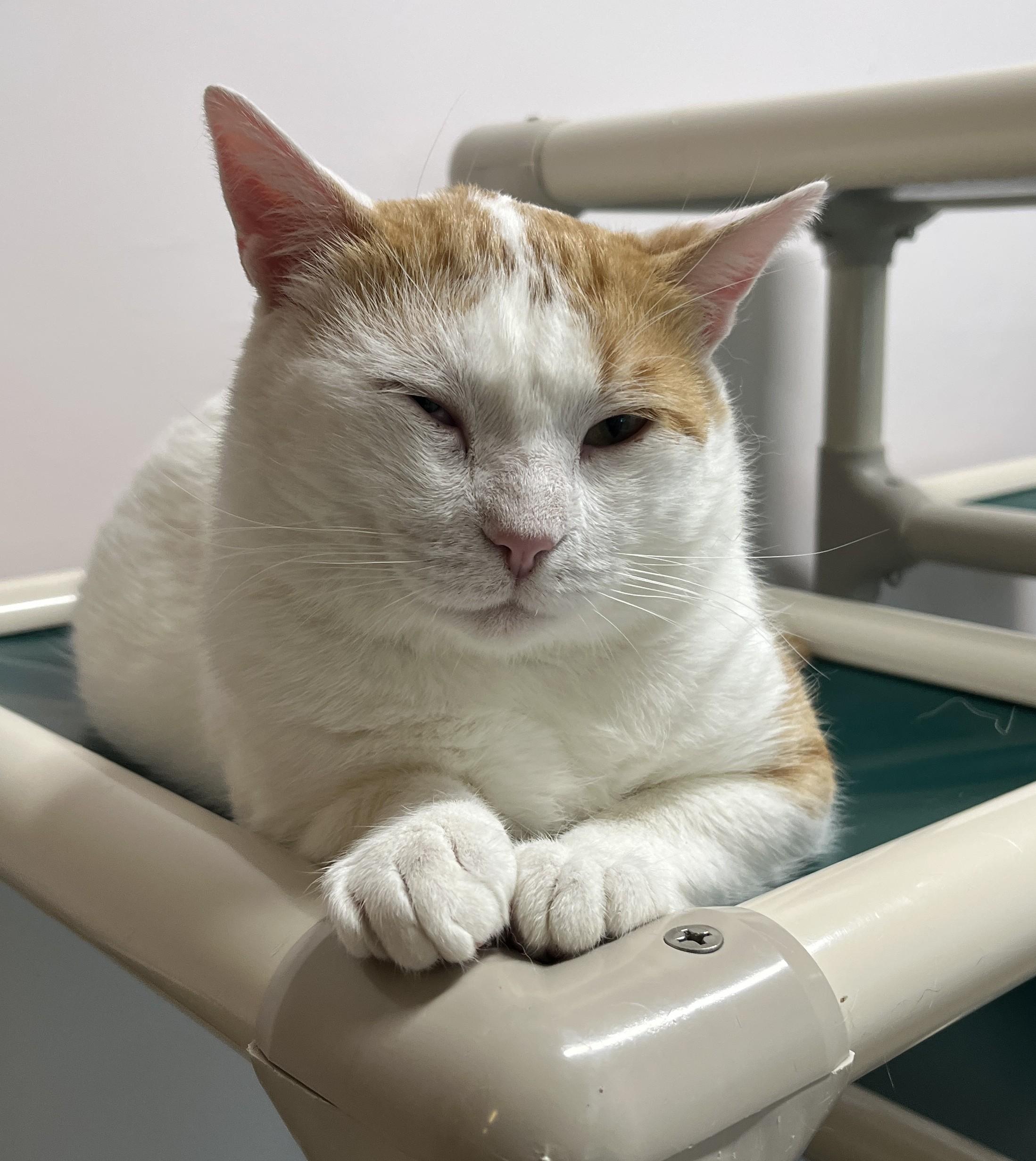 DORITOS (CR/SC), a Adoptable Domestic Short Hair in Sainte-Angele-de-Monnoir, QC image 2/6