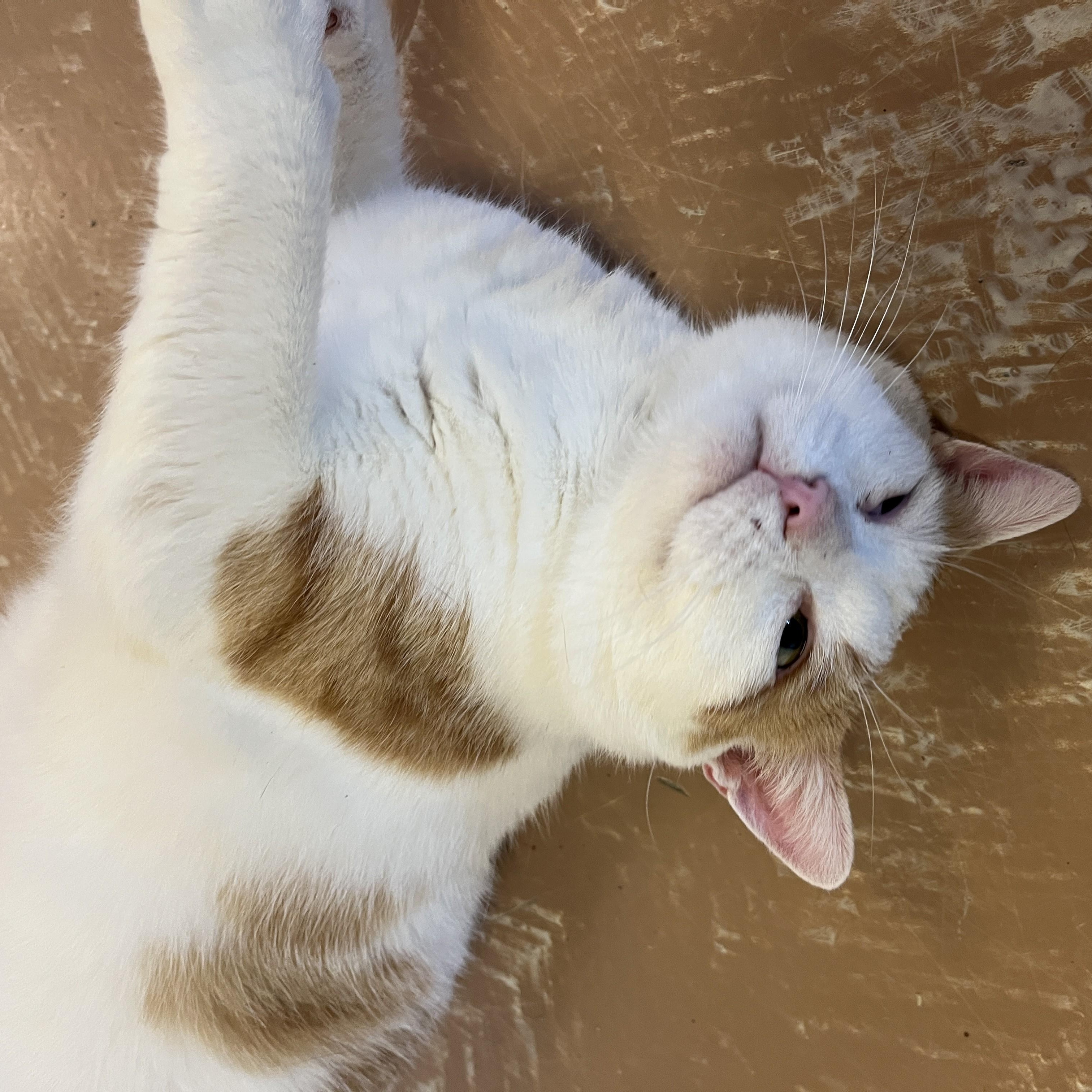 DORITOS (CR/SC), a Adoptable Domestic Short Hair in Sainte-Angele-de-Monnoir, QC image 5/6