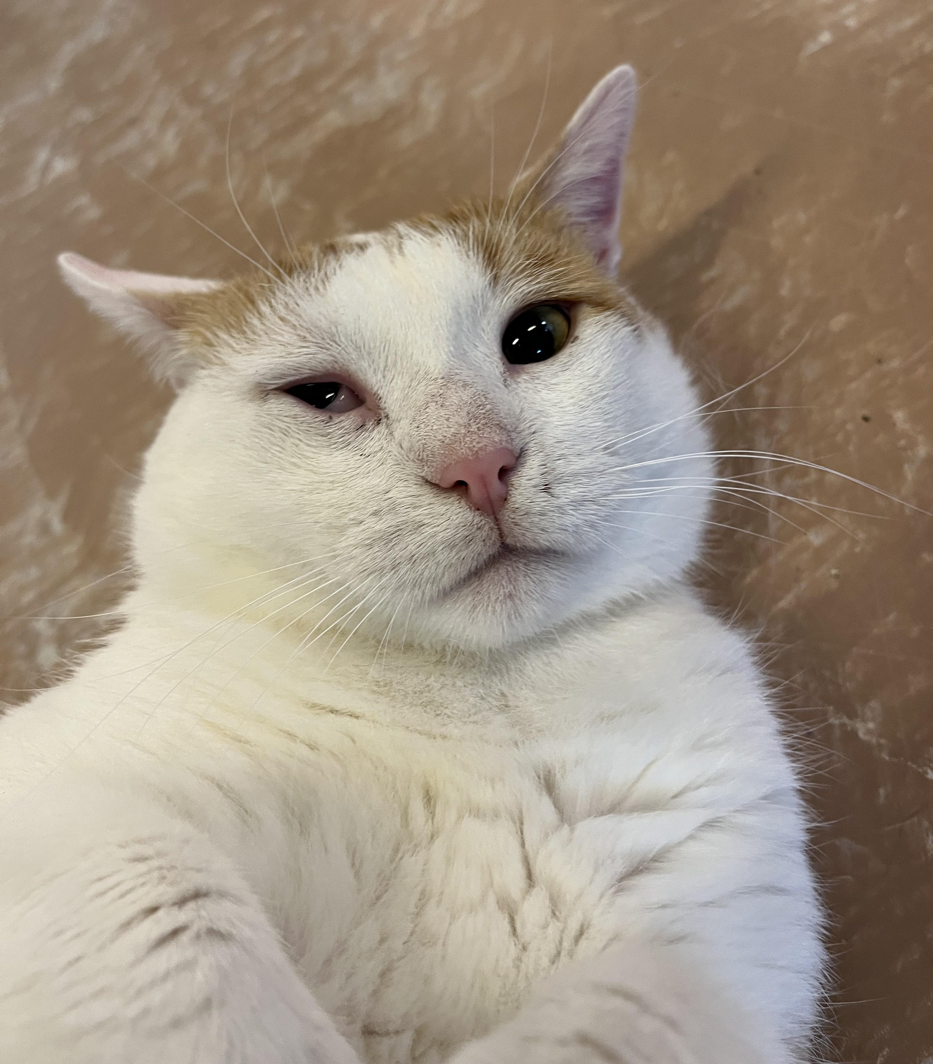 DORITOS (CR/SC), a Adoptable Domestic Short Hair in Sainte-Angele-de-Monnoir, QC image 3/6